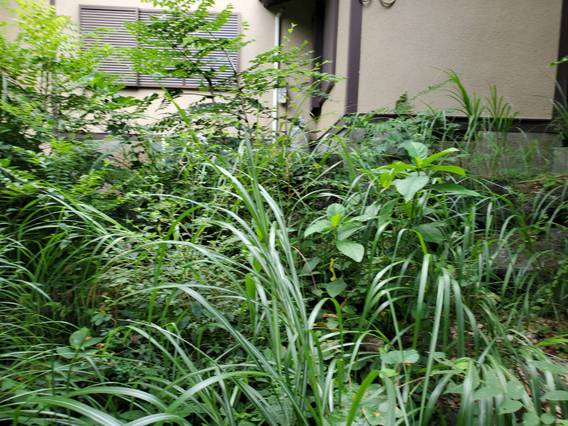 ～草刈り致します～