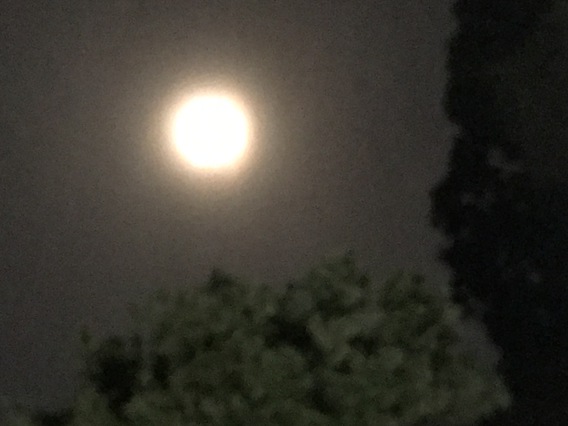 ・昨日は満月・