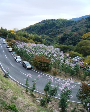 ❁皇帝ダリア❁