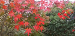 ～一碧湖の紅葉～