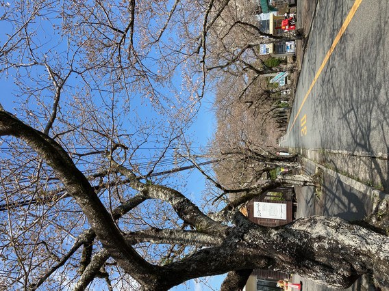 ❀伊豆高原桜並木の桜情報NO.2❀