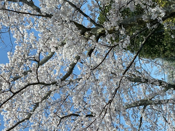 ❀　イトーピアの桜情報　3　❀