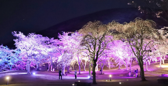 ✿　夜桜　さくらの里　✿