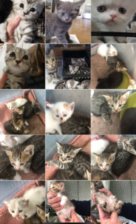 =^_^=　保護猫　=^_^=