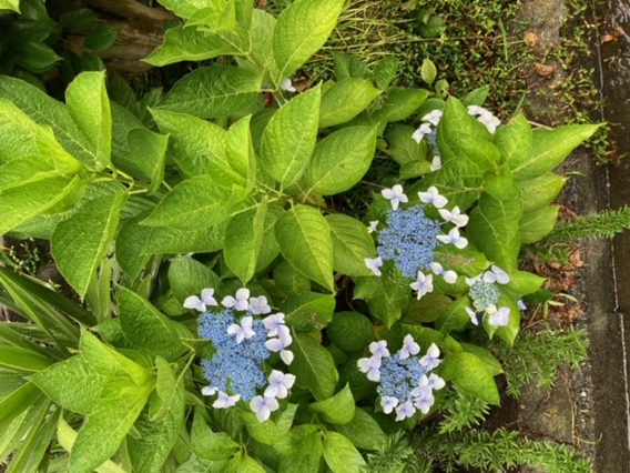 ＊紫陽花＊