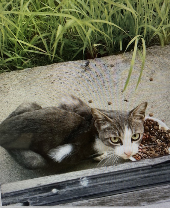 (=^・^=)保護猫(=^・^=)