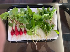 ~収穫してみました~
