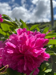 シャクヤクの花