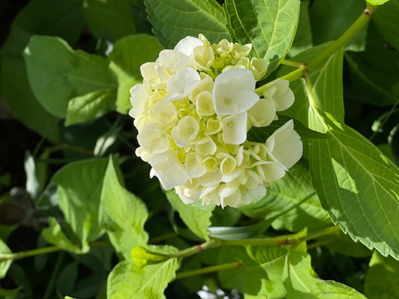 紫陽花