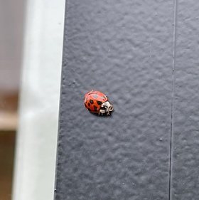 LadyBird
