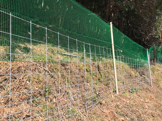 ～我が家のレモン生長日記㉟～