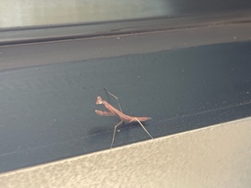 朝一番のお客様