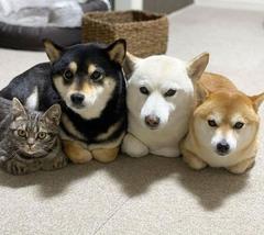 犬と猫は仲良し?