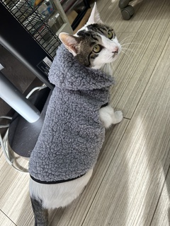 (=^・^=) 猫の日 2023.2.22 (=^・^=)