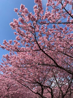 *河津桜*
