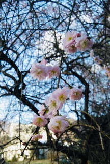 ~春を告げる花~