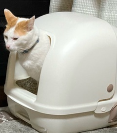 (=^・^=)やだな~(=^・^=)