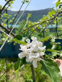 りんごの花
