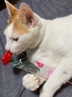=^_^=春男の母の日=^_^=
