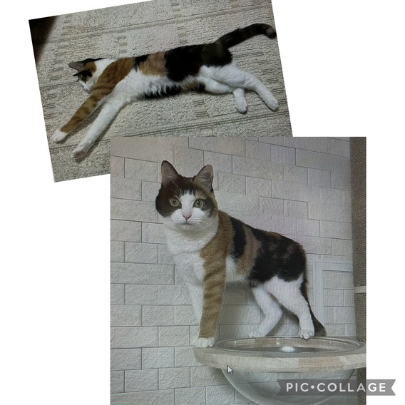 =^_^=　ワンショルダー　=^_^=