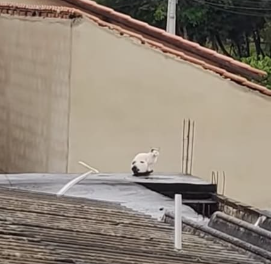 犬？？