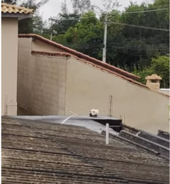 犬??