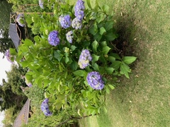 ❀紫陽花❀