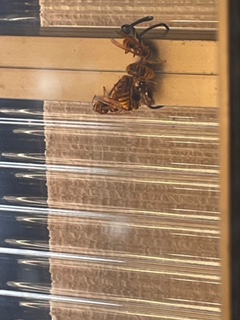 蜂に注意‼