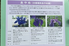 ❀あやめ園❀