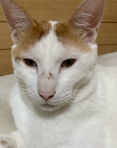 =^_^=情けない春男=^_^=