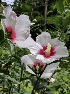 ❁ムクゲ❁