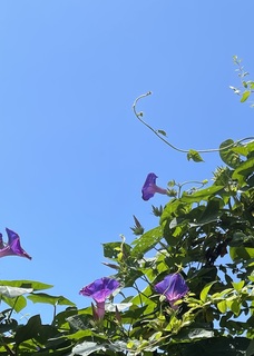 あさがお