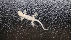 イモリ?ヤモリ?
