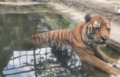 #旭山動物園のトラ＃