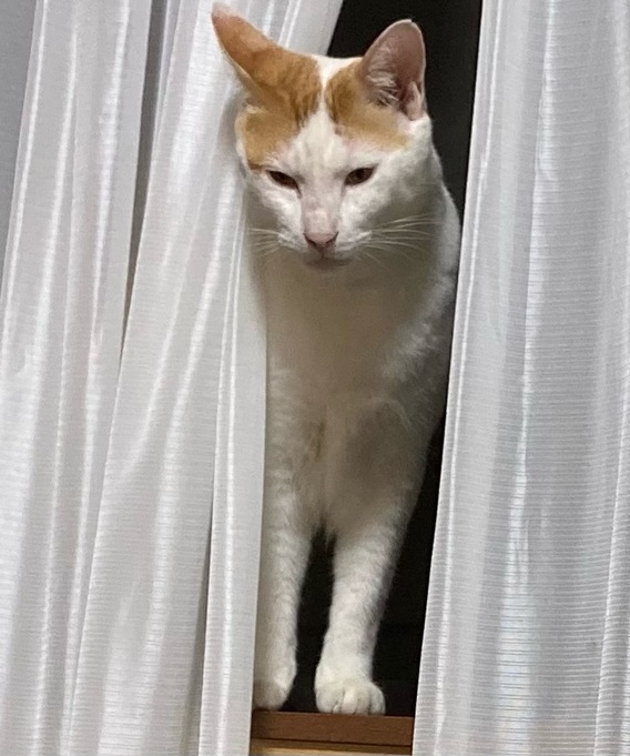 =^_^=世界猫の日=^_^=