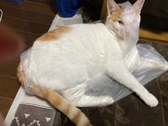 =^_^=お邪魔猫=^_^=