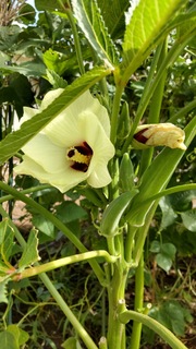 ❀オクラの花❀