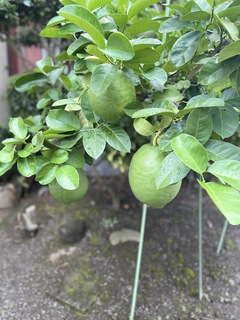お墓参り②