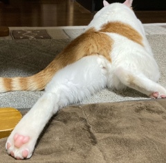 =^_^=春男のお尻=^_^=