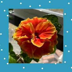 やっと開花