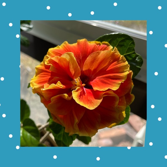 やっと開花