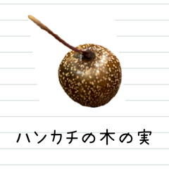木の実