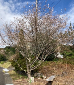 ❀桜❀