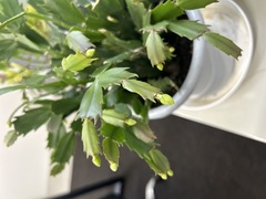 冬のはじまり その2