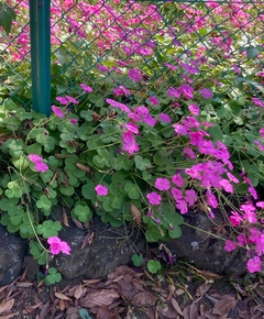 ❁クローバーの花?❁