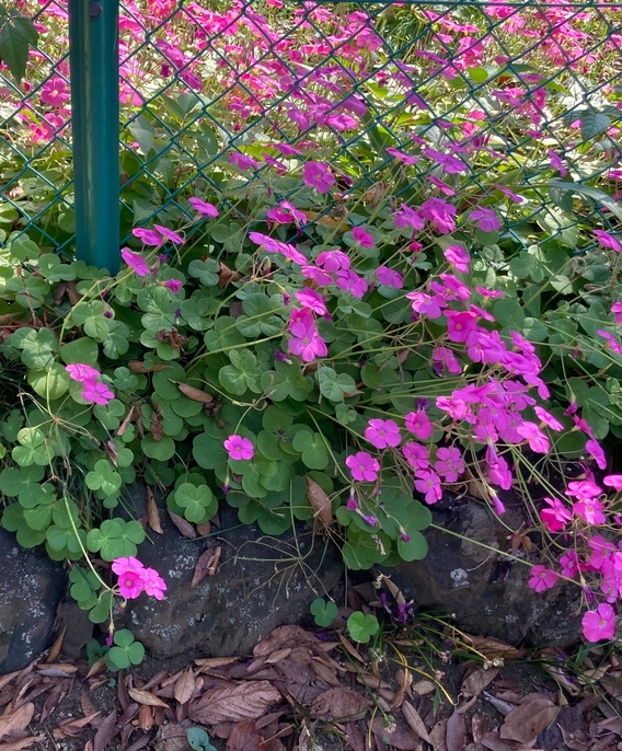 ❁クローバーの花？❁