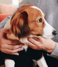大谷翔平選手と犬!