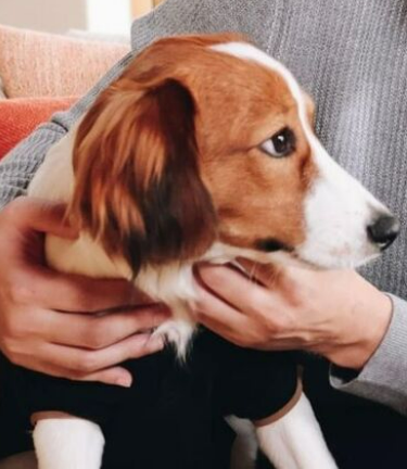 大谷翔平選手と犬!