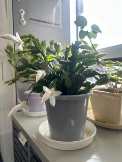 開花!
