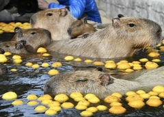 ♨毎年恒例のゆず湯♨